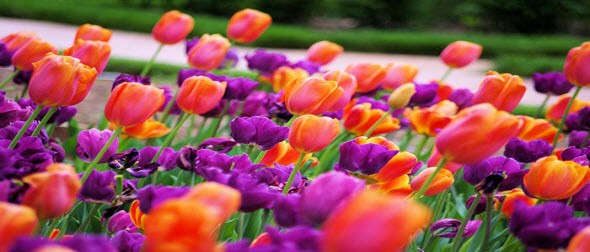 www-communityhlthpartners-org/networkhomepage/banner/spring_tulips.jpg